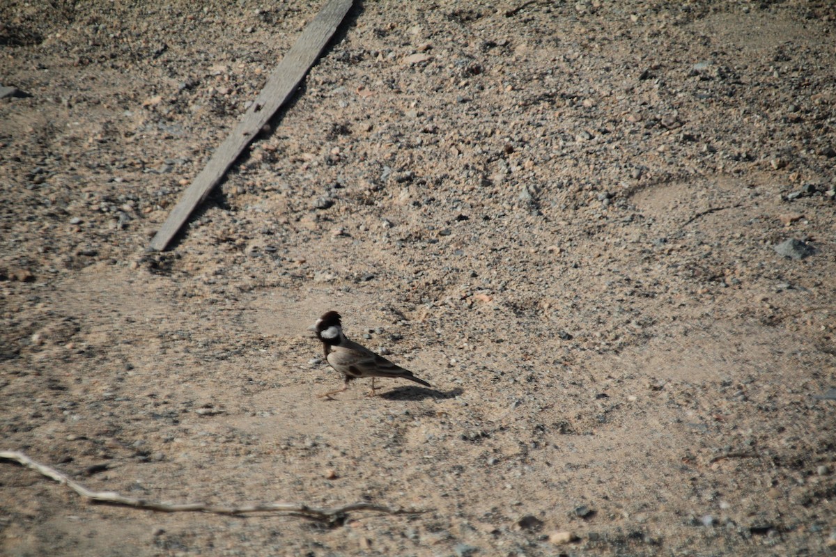 Black-crowned Sparrow-Lark - ML610564628