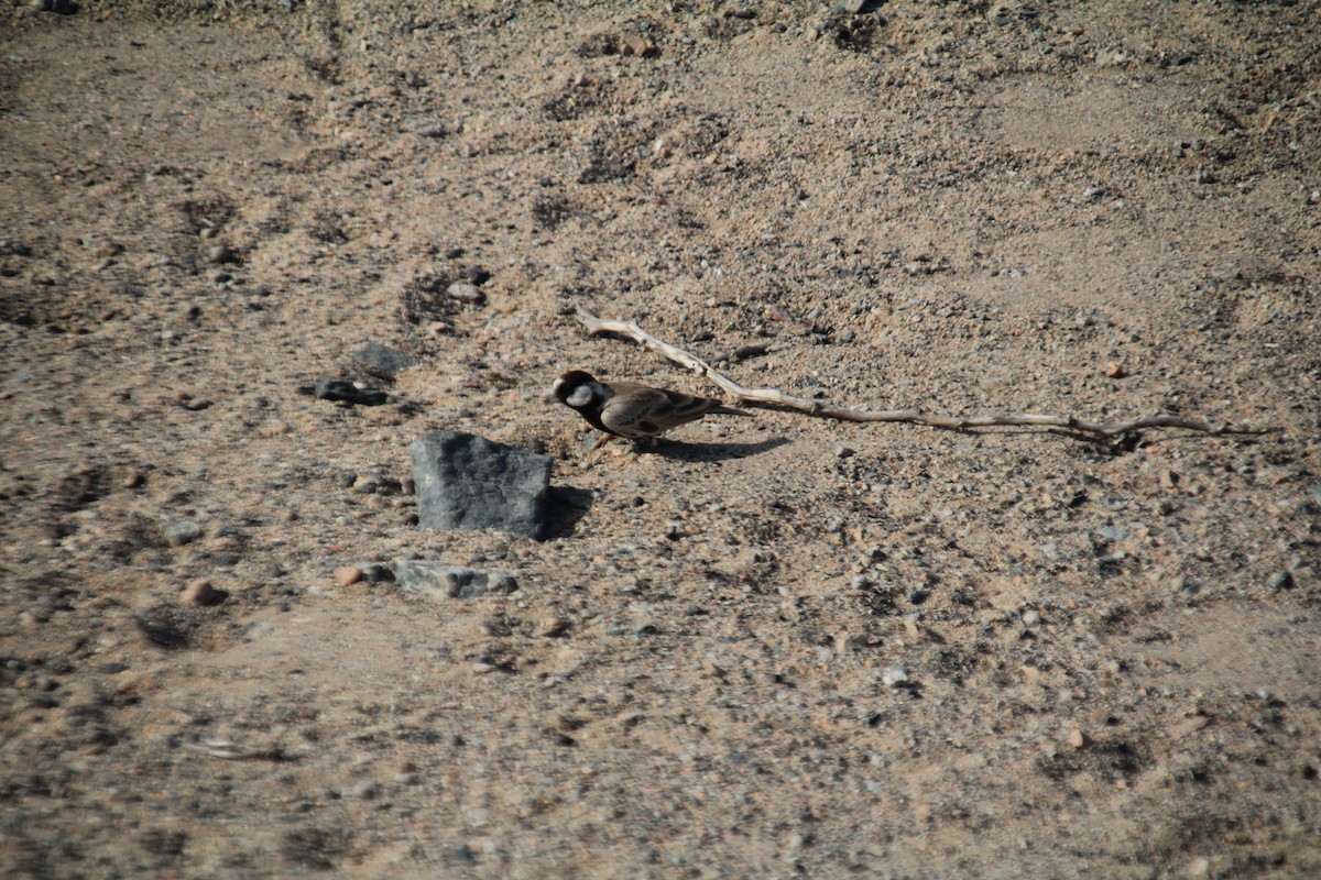 Black-crowned Sparrow-Lark - ML610564630