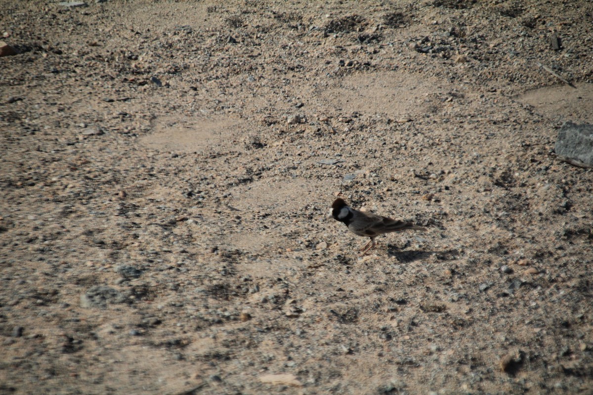 Black-crowned Sparrow-Lark - ML610564631
