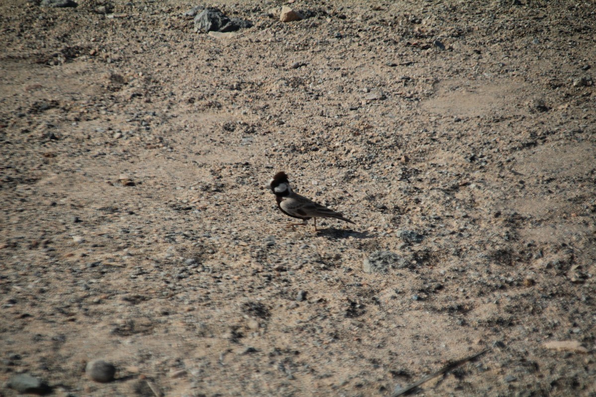 Black-crowned Sparrow-Lark - ML610564632