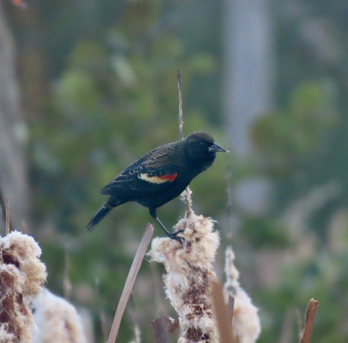Red-winged Blackbird - ML610565699