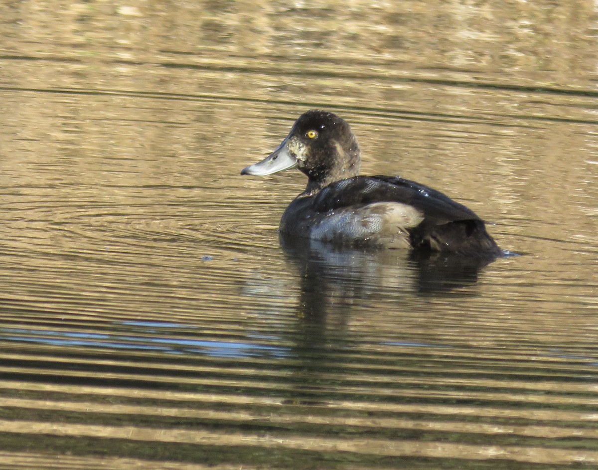 Greater Scaup - ML610566374