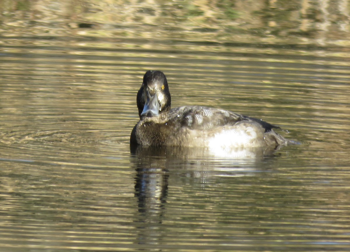 Greater Scaup - ML610566379