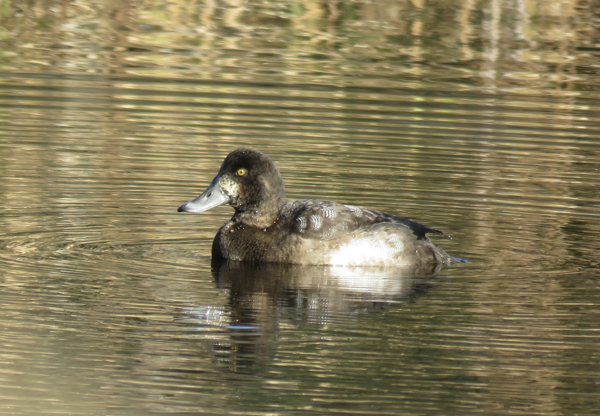 Greater Scaup - ML610566386