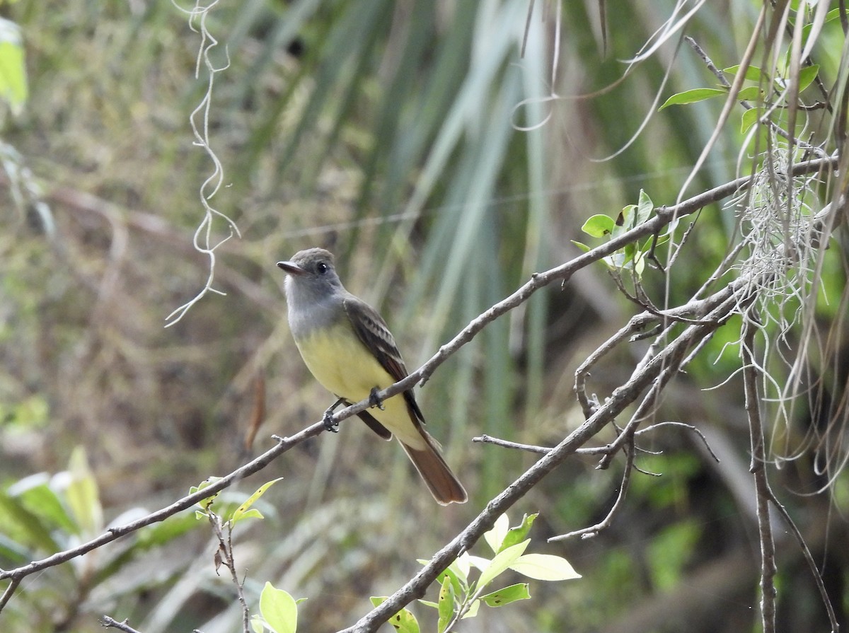 Great Crested Flycatcher - ML610566582
