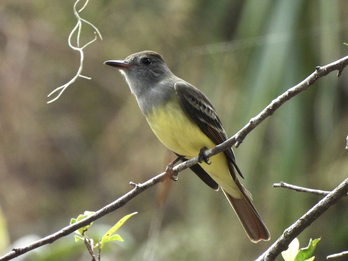 Great Crested Flycatcher - ML610566583