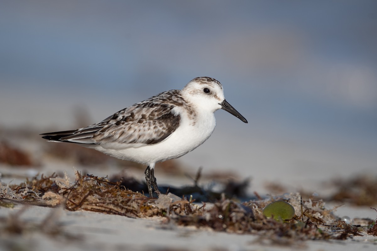 Sanderling - ML610566677