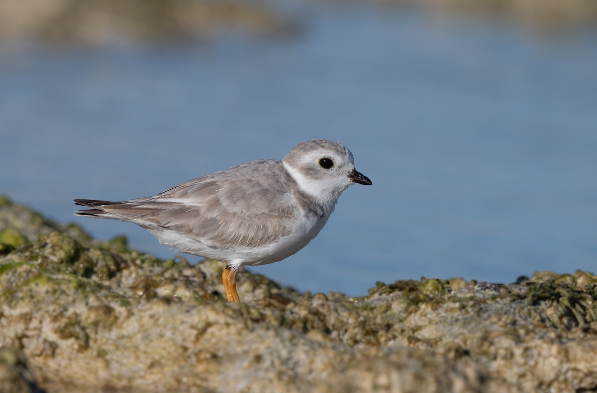 Piping Plover - ML610566682