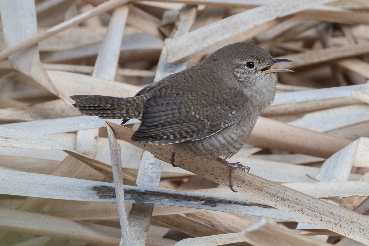 House Wren - ML610566875