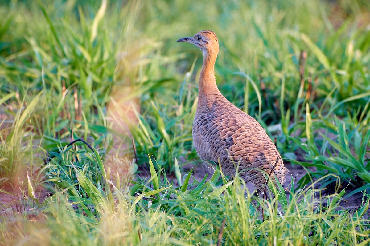 Red-winged Tinamou - ML610566968