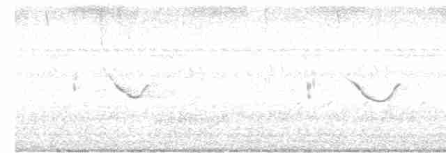 Spot-tailed Nightjar - ML610567539