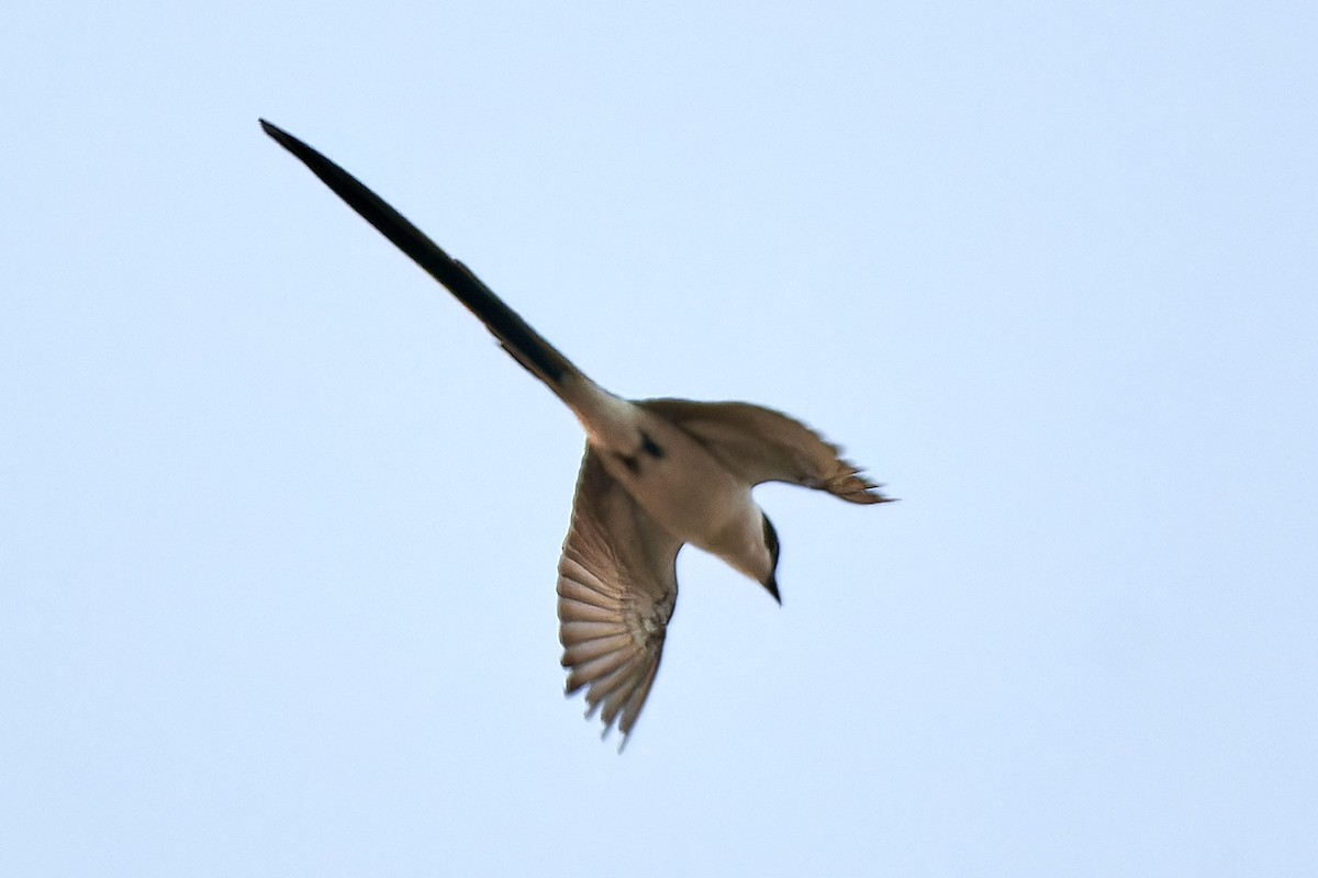 Fork-tailed Flycatcher - ML610567814