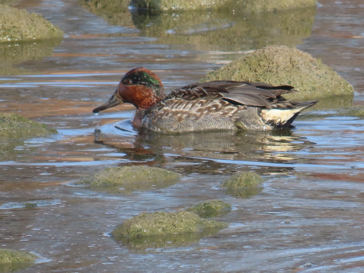 Green-winged Teal - ML610567842