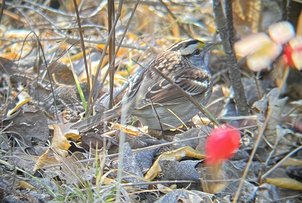 White-throated Sparrow - ML610567975