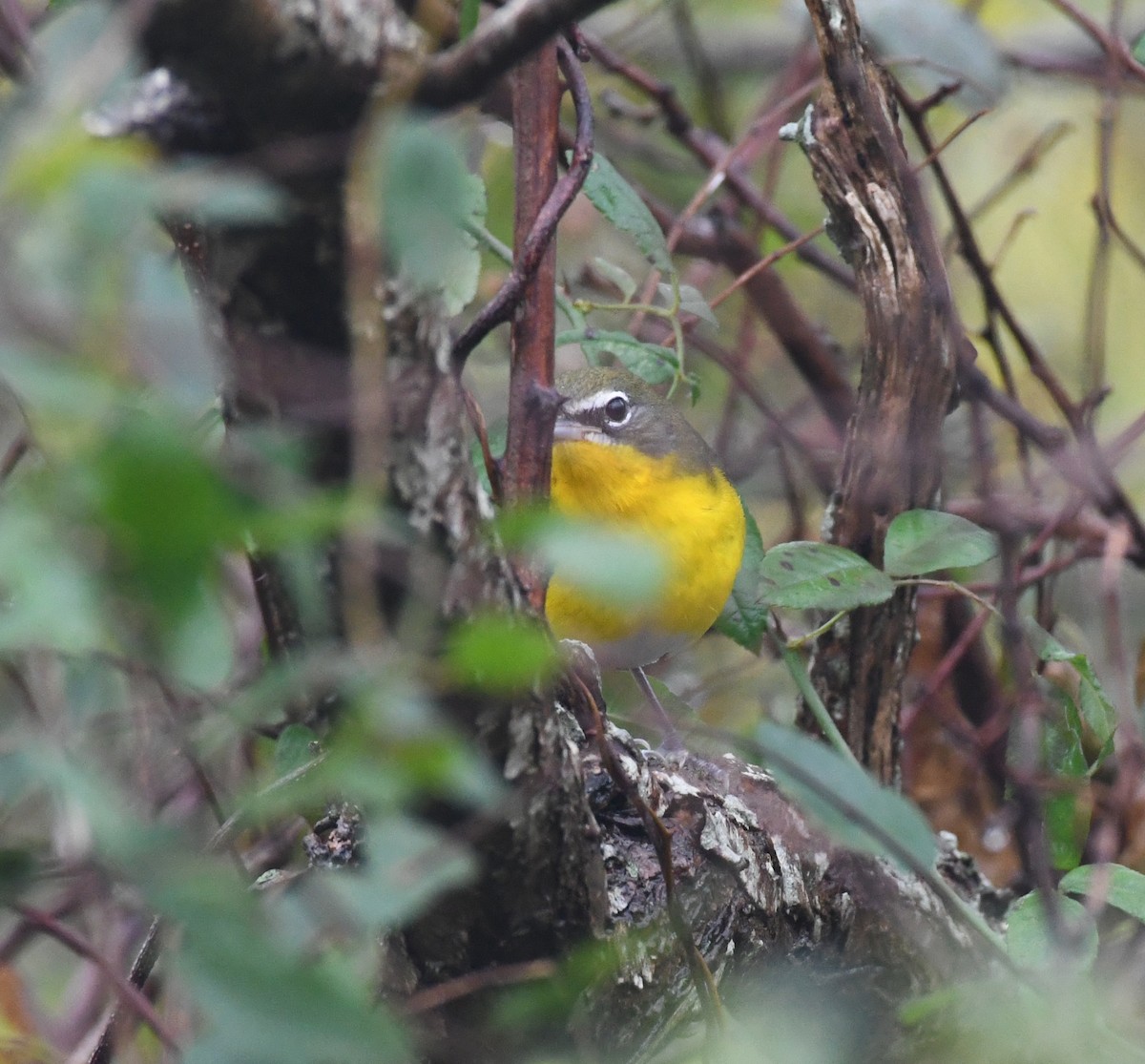 Yellow-breasted Chat - ML610568102