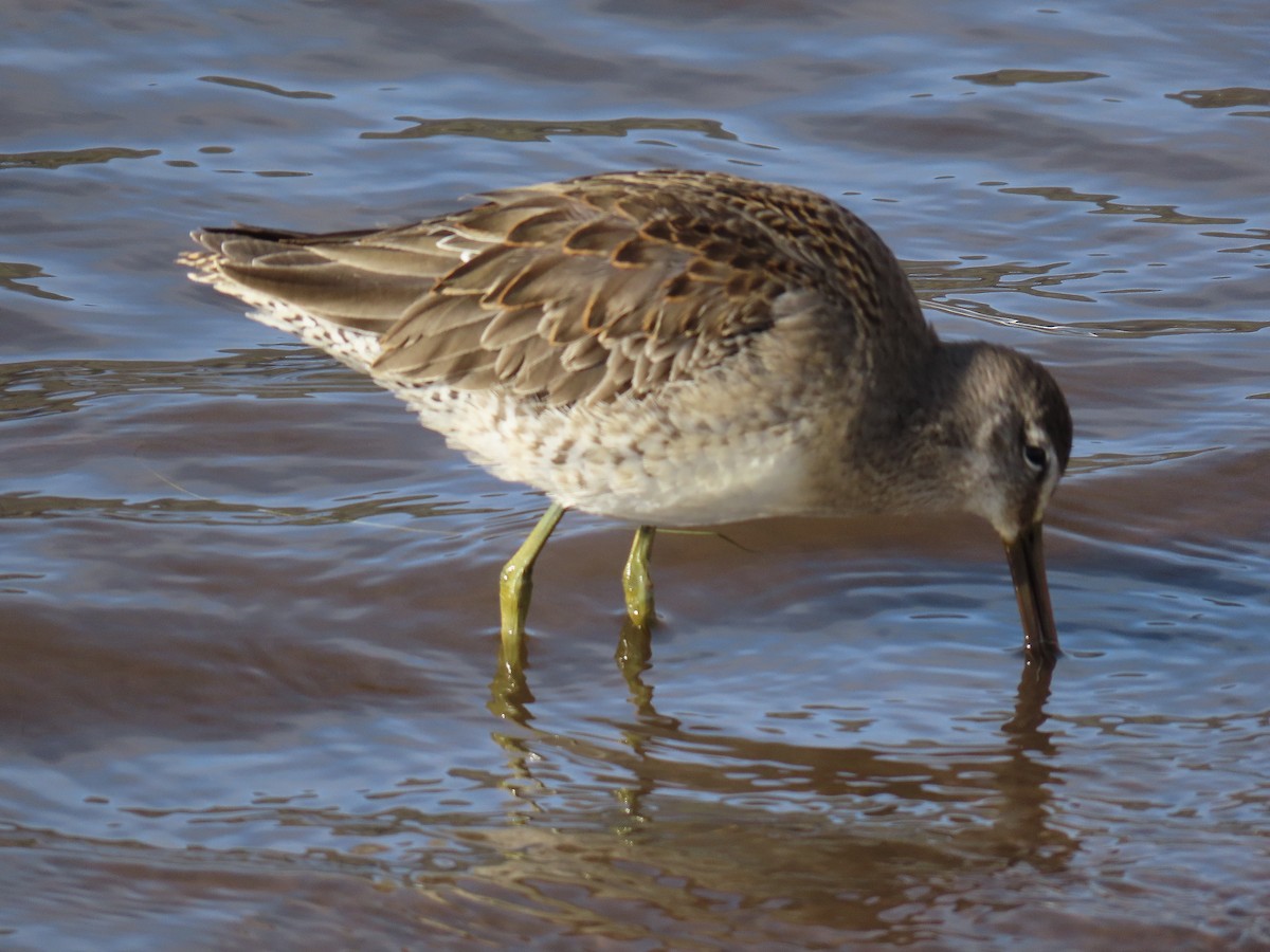 Long-billed Dowitcher - ML610568105