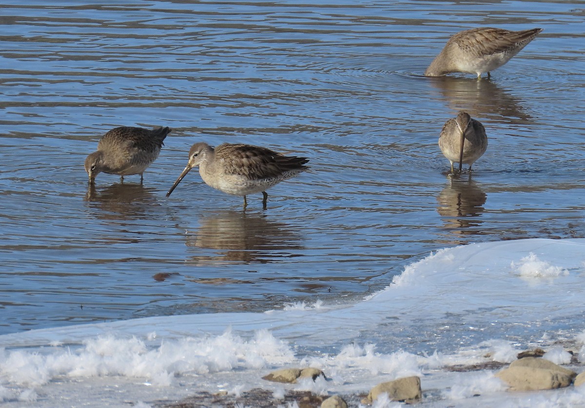 Long-billed Dowitcher - ML610568106