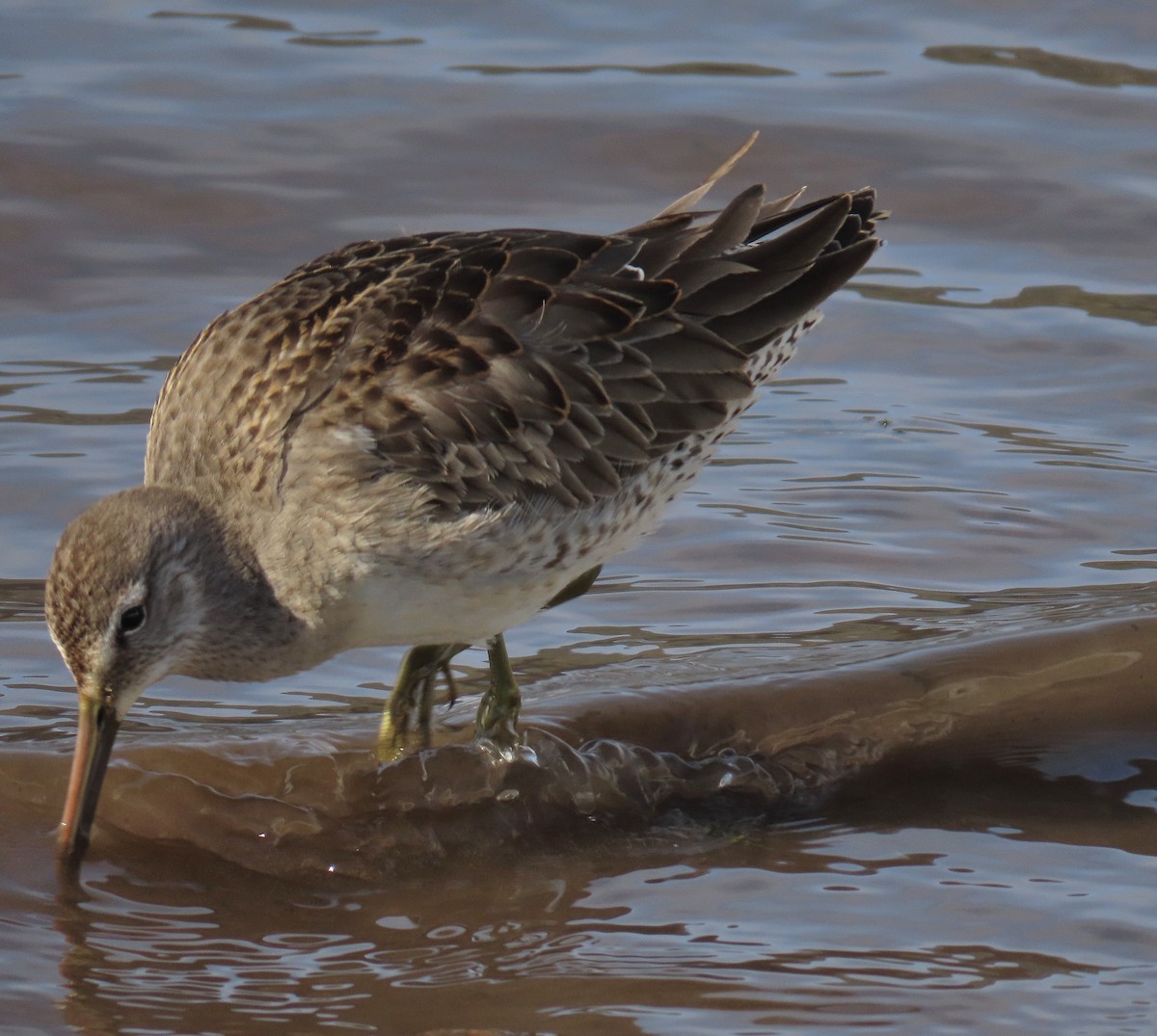 Long-billed Dowitcher - ML610568107