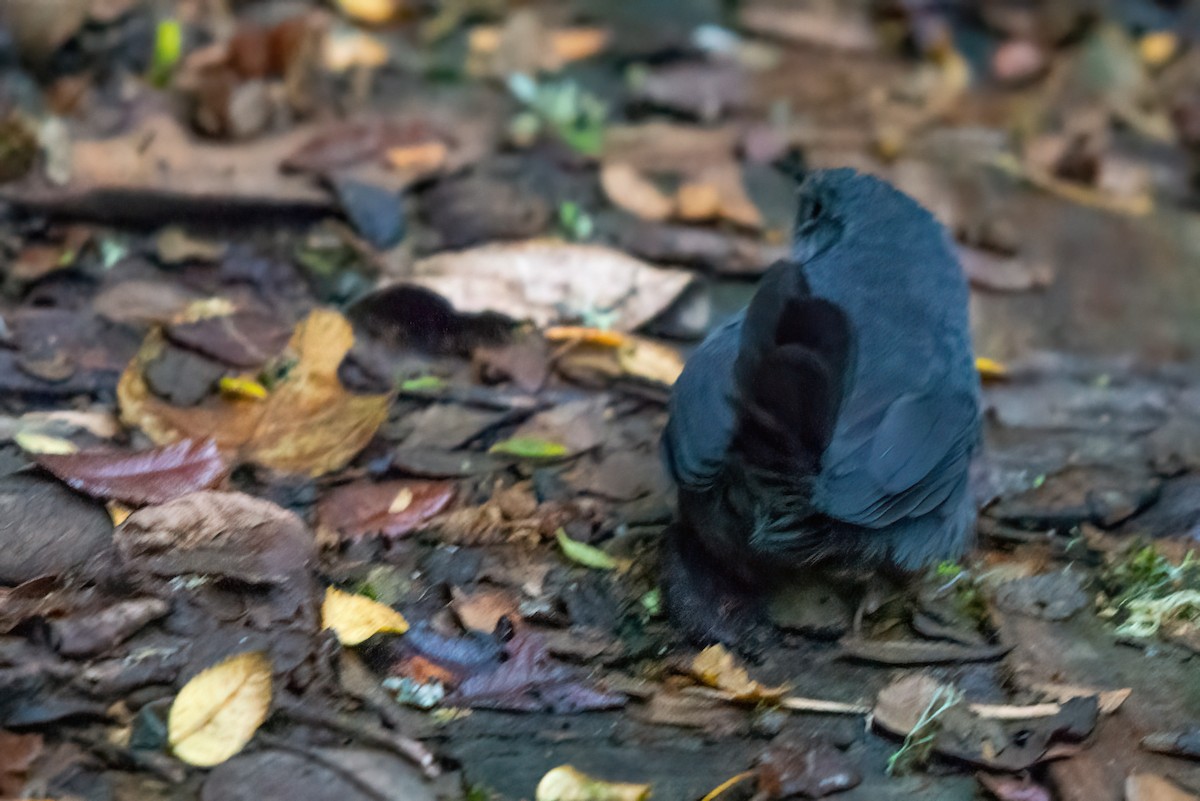 Ash-colored Tapaculo - Jaap Velden