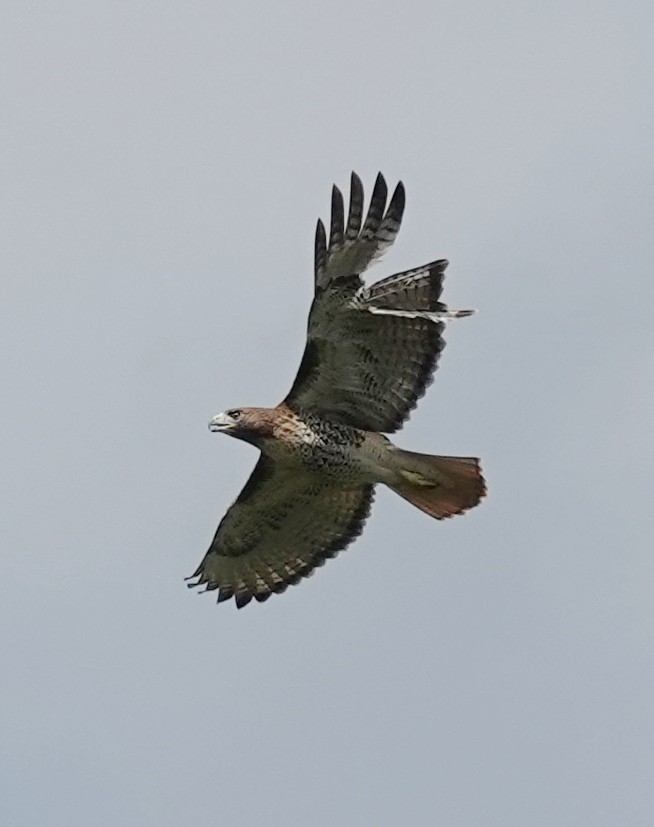 Red-tailed Hawk - ML610568406