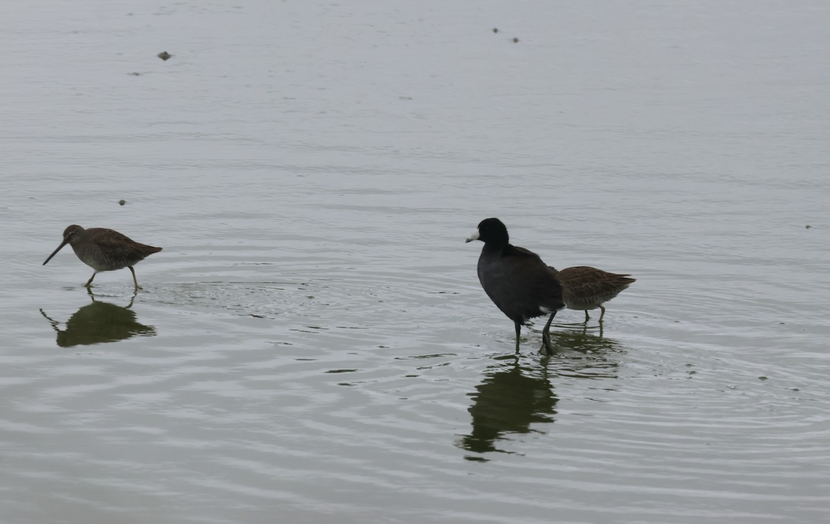 Long-billed Dowitcher - ML610568645