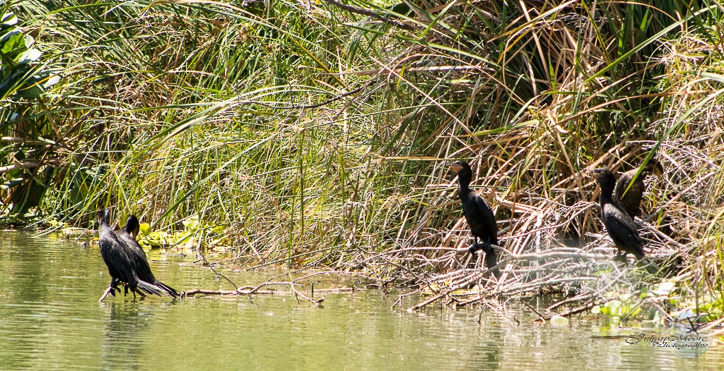 EBird Caribbean Checklist 5 Apr 2023 Bubali Bird Sanctuary 11 Species