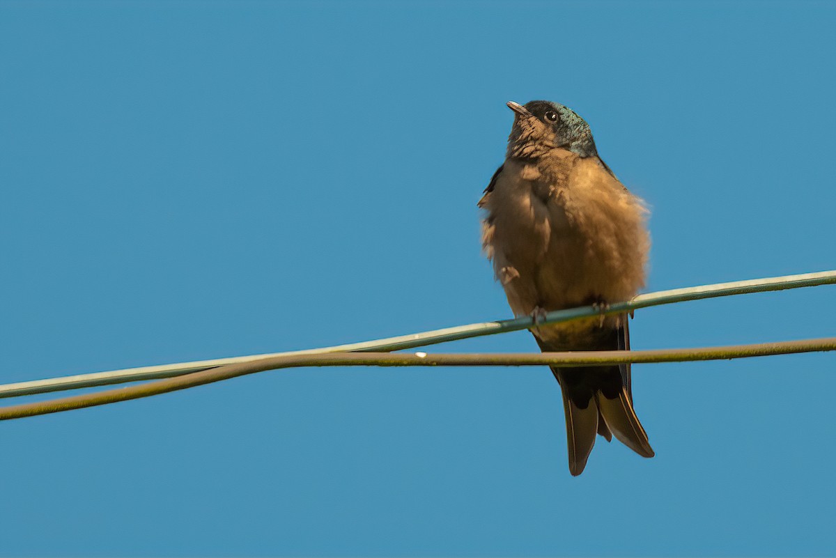 Brown-bellied Swallow - Jaap Velden