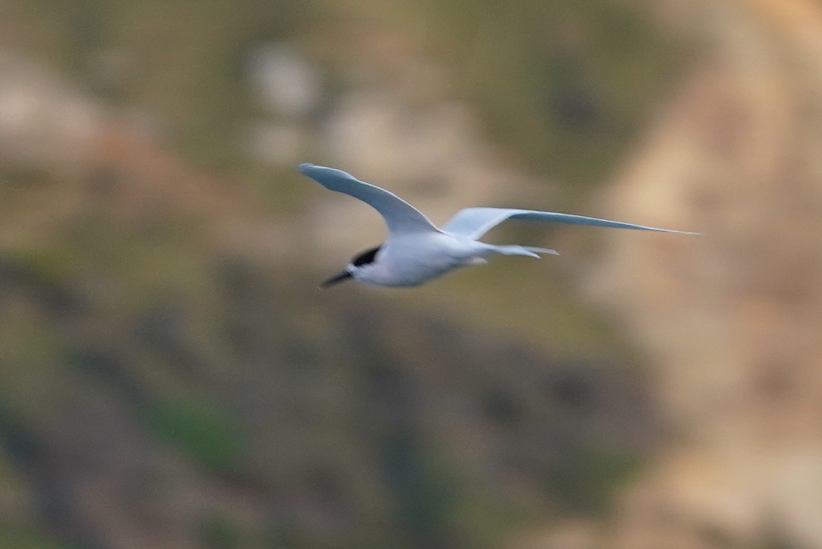 White-fronted Tern - ML610569064