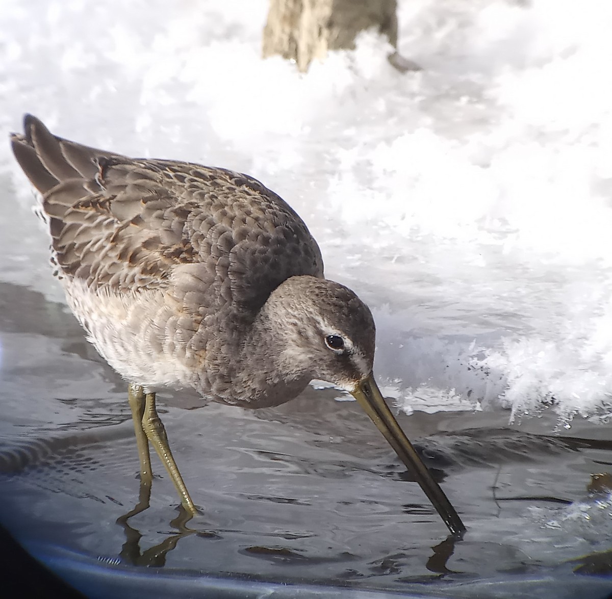 Long-billed Dowitcher - ML610569080