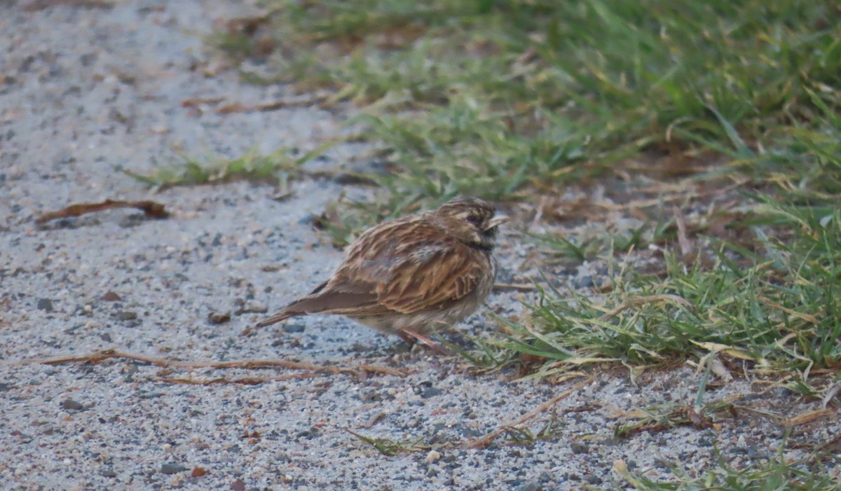 Black-eared Sparrow-Lark - ML610569494