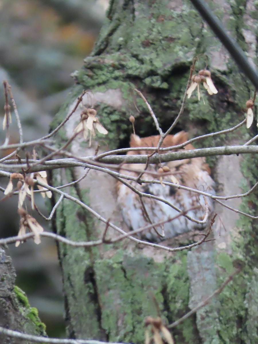 eBird Checklist 30 Oct 2023 Newburyport 1 species