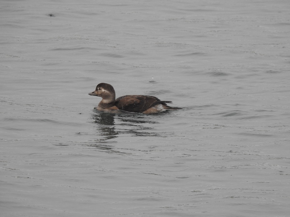 Long-tailed Duck - ML610569589
