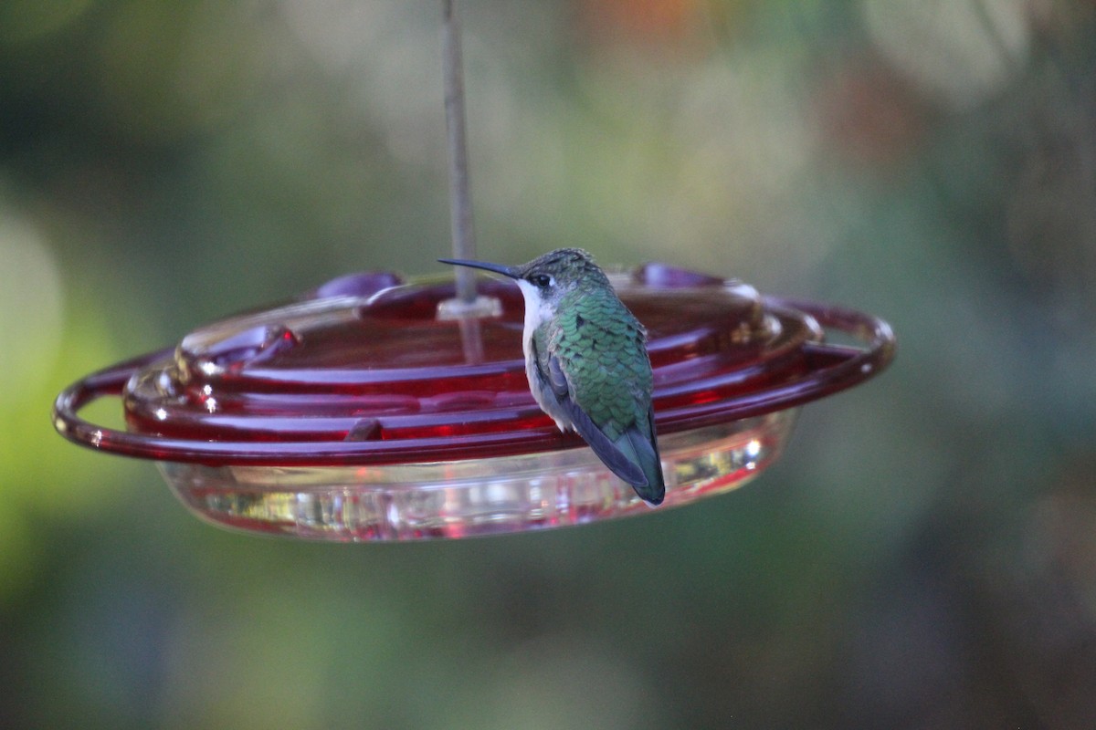 Ruby-throated Hummingbird - ML610570412