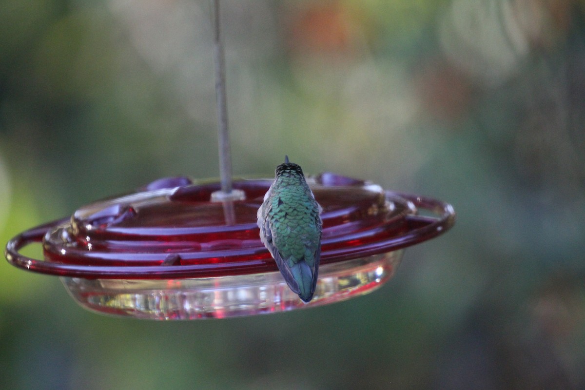 Ruby-throated Hummingbird - ML610570416