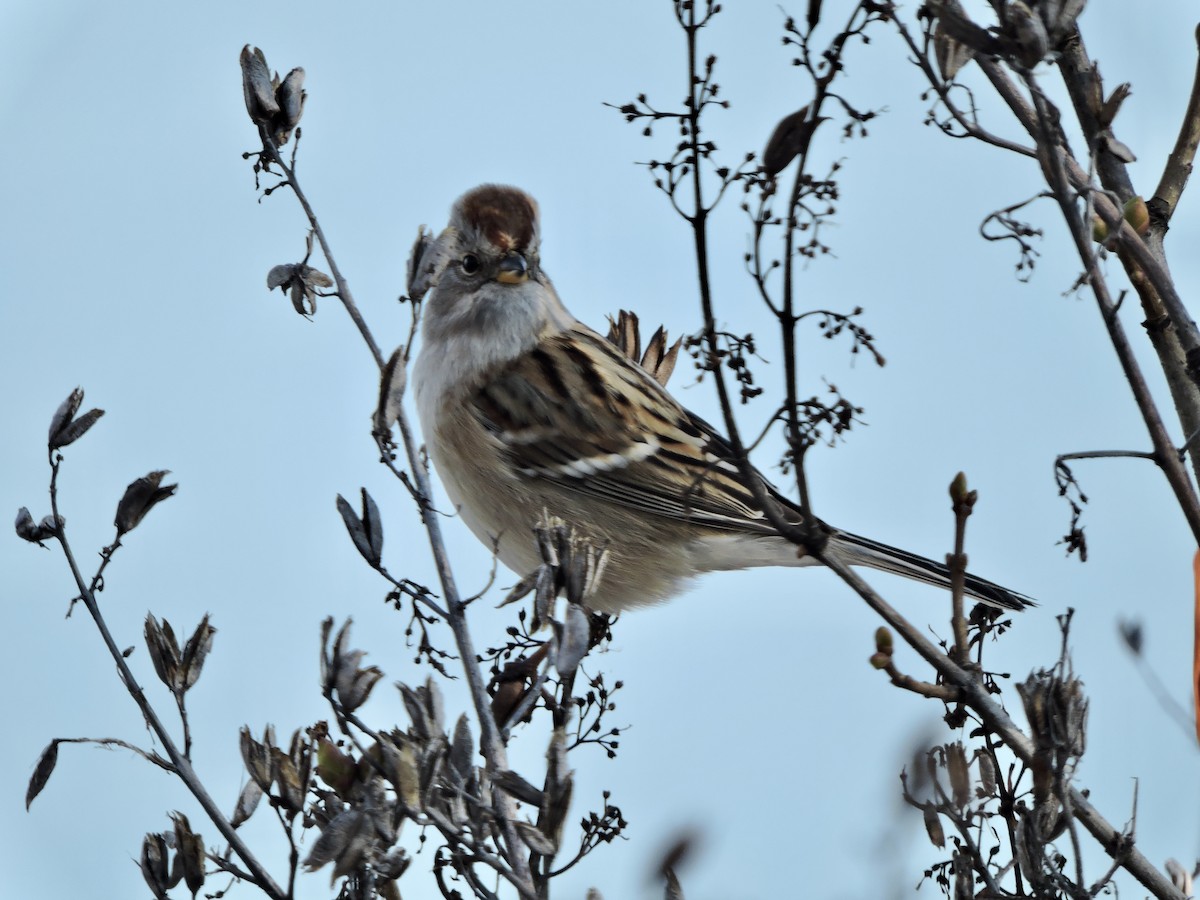 American Tree Sparrow - ML610570643