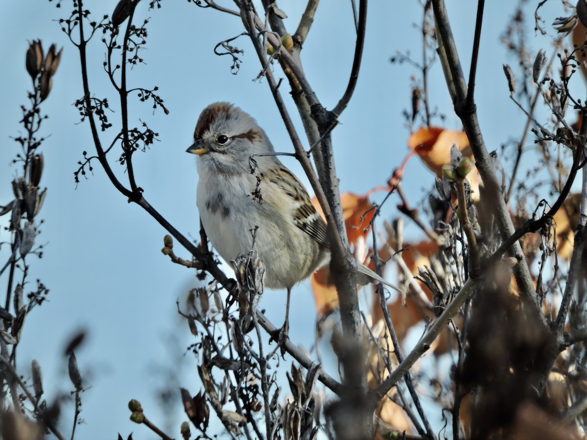 American Tree Sparrow - ML610570645
