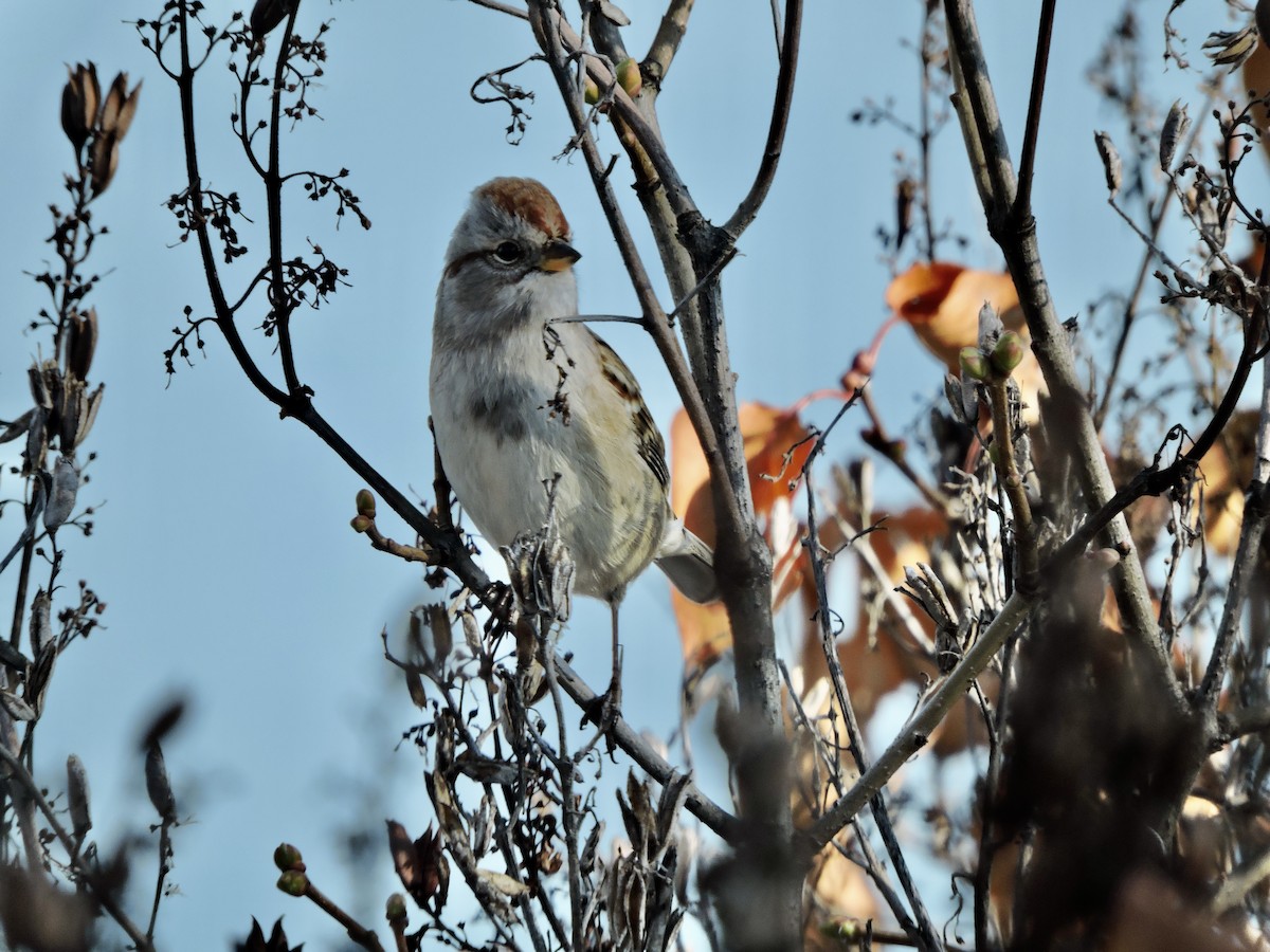 American Tree Sparrow - ML610570646
