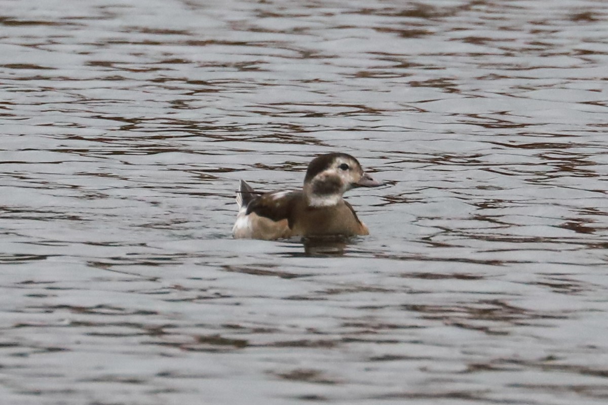 Long-tailed Duck - ML610570693