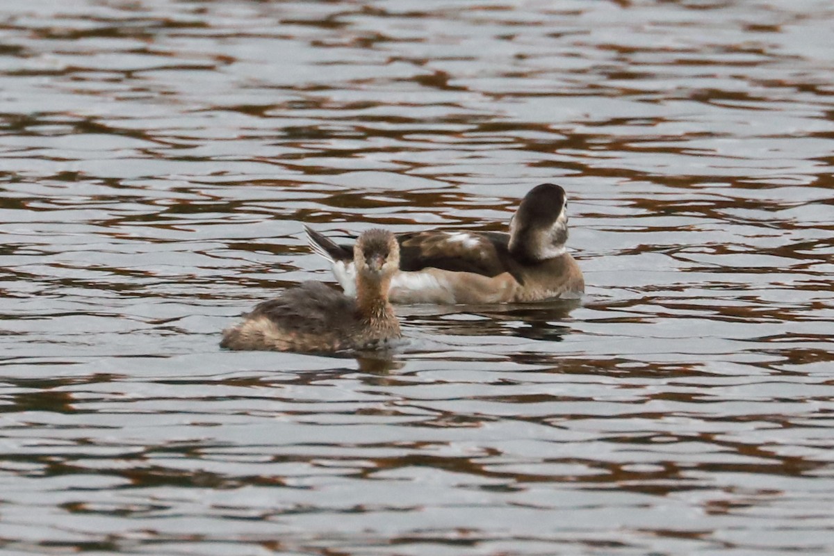 Long-tailed Duck - ML610570694