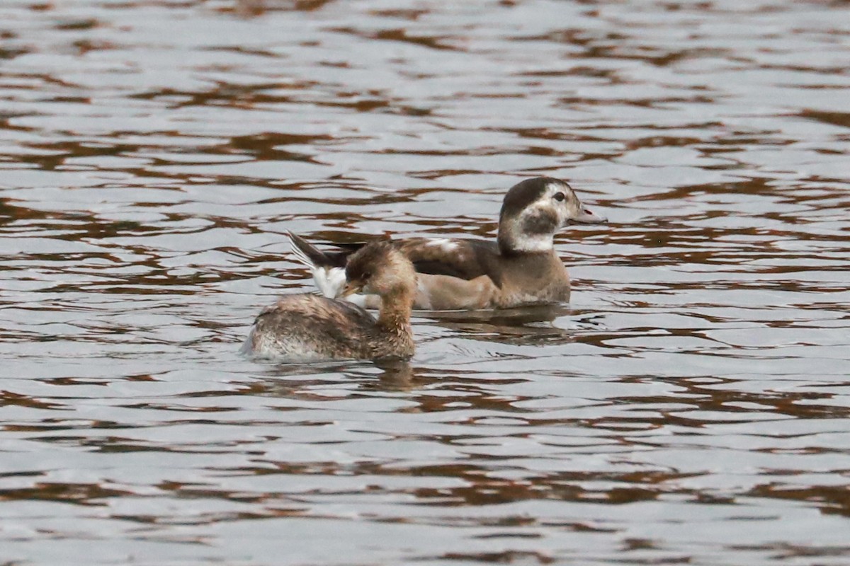 Long-tailed Duck - ML610570695