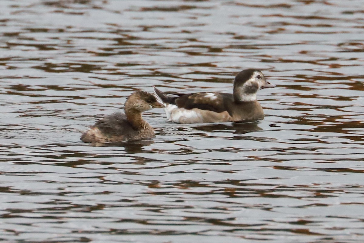 Long-tailed Duck - ML610570696