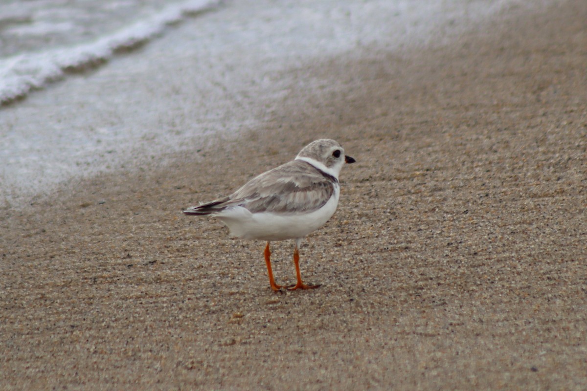 Piping Plover - ML610570984