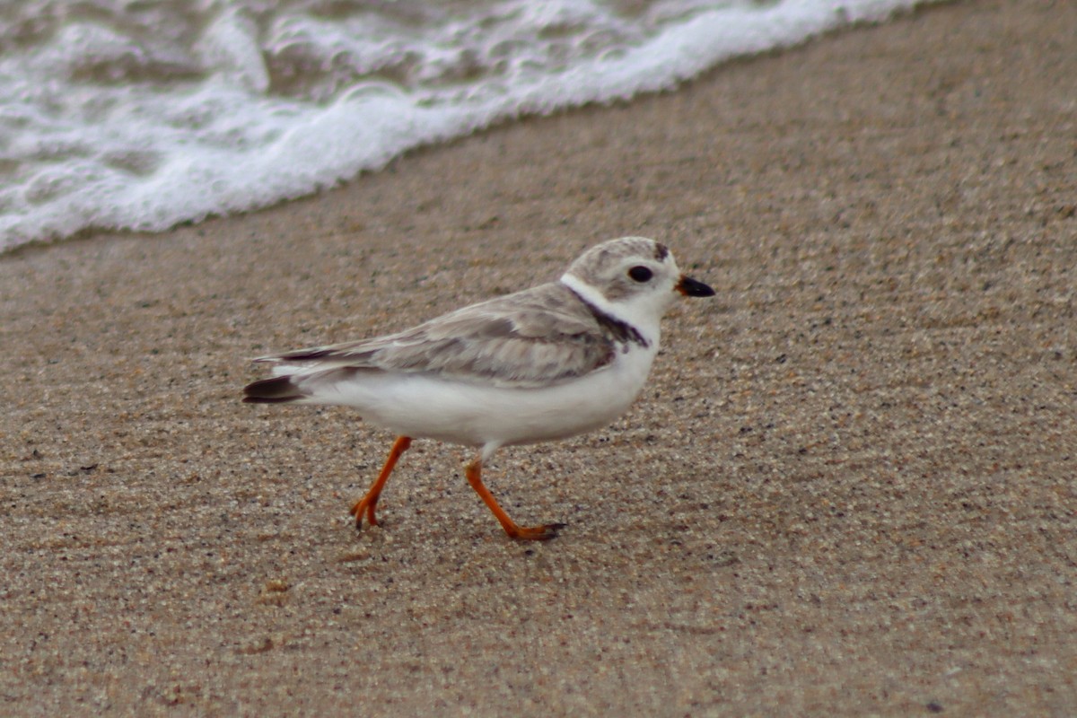 Piping Plover - ML610570985