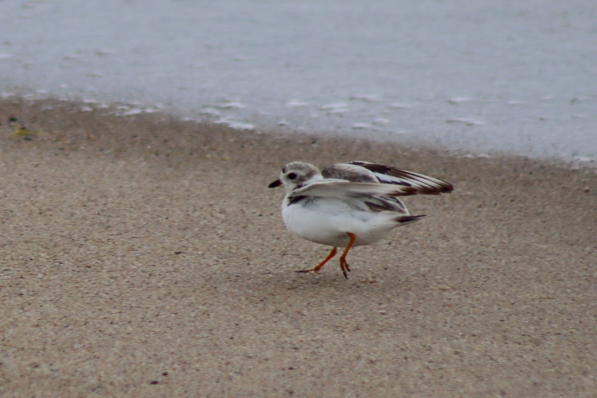 Piping Plover - ML610570986