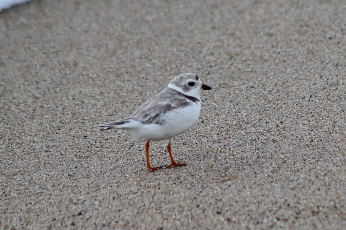 Piping Plover - ML610570987