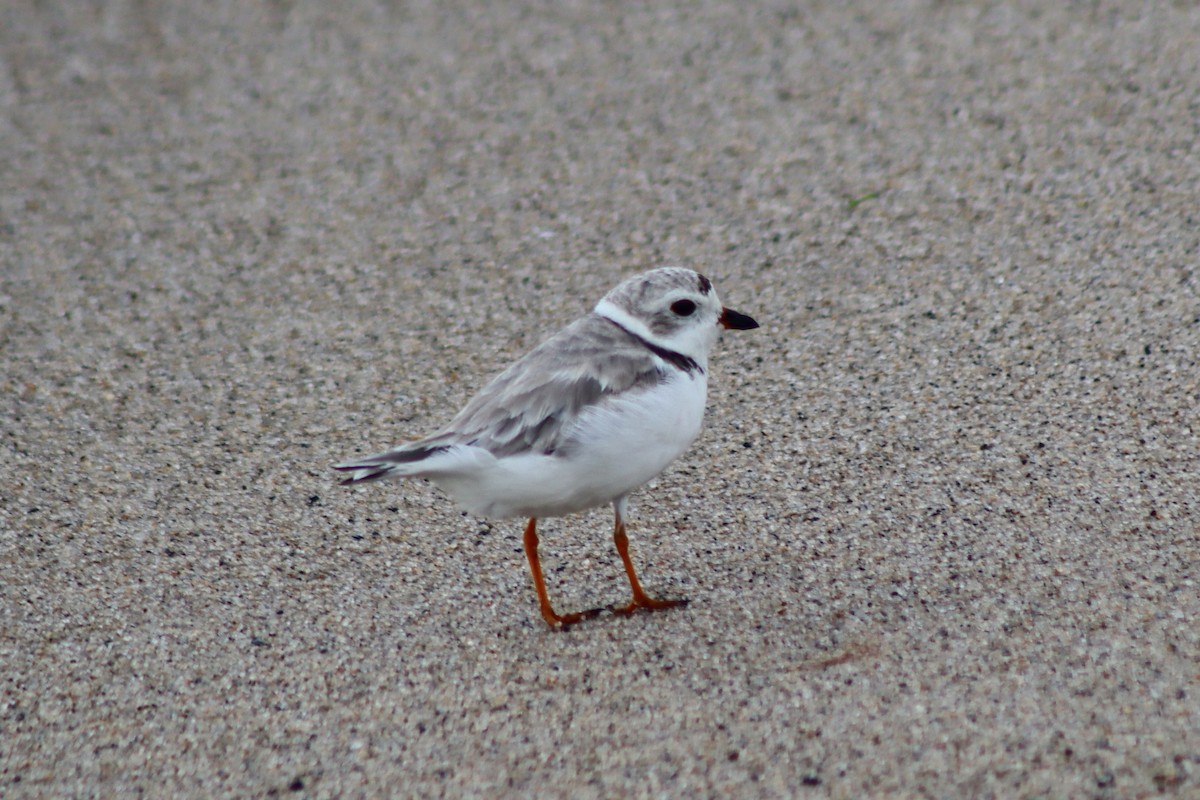 Piping Plover - ML610570988