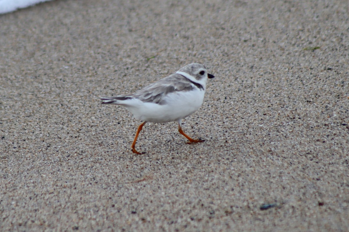 Piping Plover - ML610570989