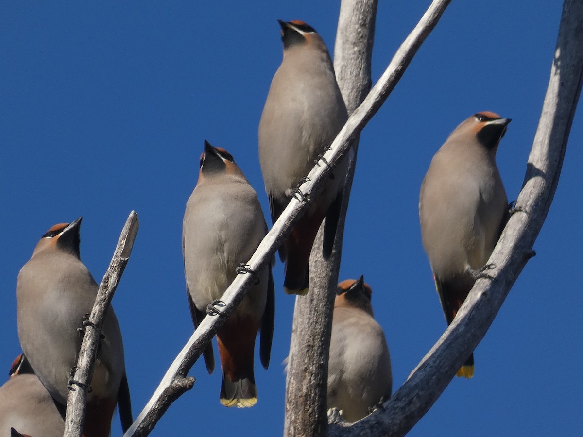 Bohemian Waxwing - Lucie Parker