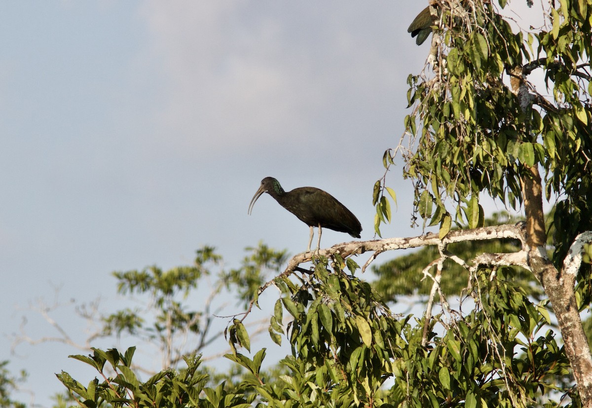 ibis zelený - ML610571404
