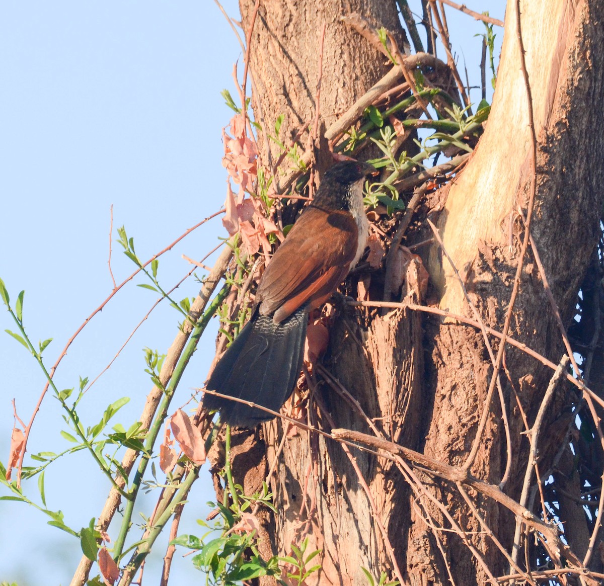 White-browed Coucal - ML610571426